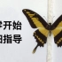 【标本】详细指导  如何制作蝴蝶标本