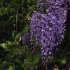 【空镜头】 植物紫藤花花朵 视频素材分享