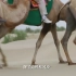 【央视纪录片】沙漠中的千岛湖(超清1080p)