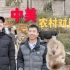 华农家喂竹鼠体验中国农村，和美国的有啥不同？