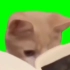 【绿幕素材】【猫meme】念书的猫猫