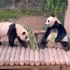 【大熊猫华妮福宝】养娃不易，妮妮叹气。