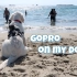 我家金毛装上GoPro去海边 到底看到了什么？