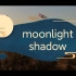 【听歌学英语】一起听首好听轻快的歌moonlight shadow