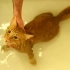 猫洗澡，叫苦连天，生无可恋