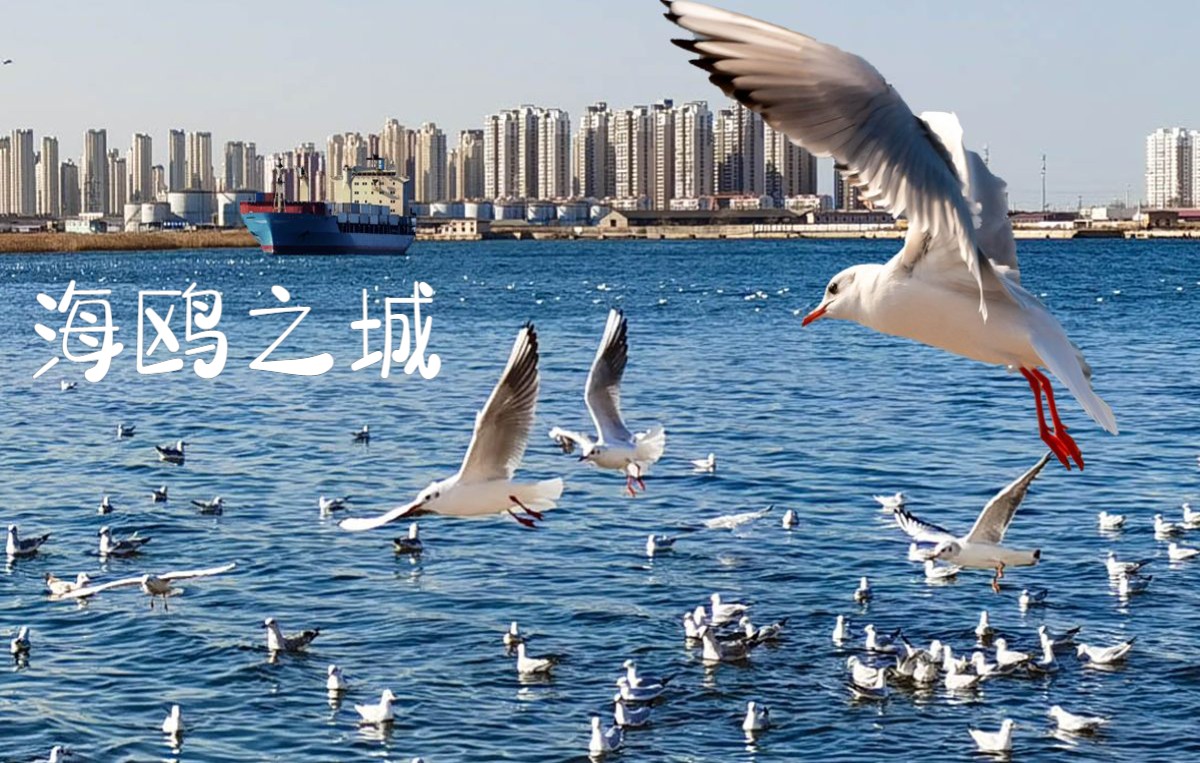 这辈子见过最多的海鸥❗️就在天津这座码头❗️