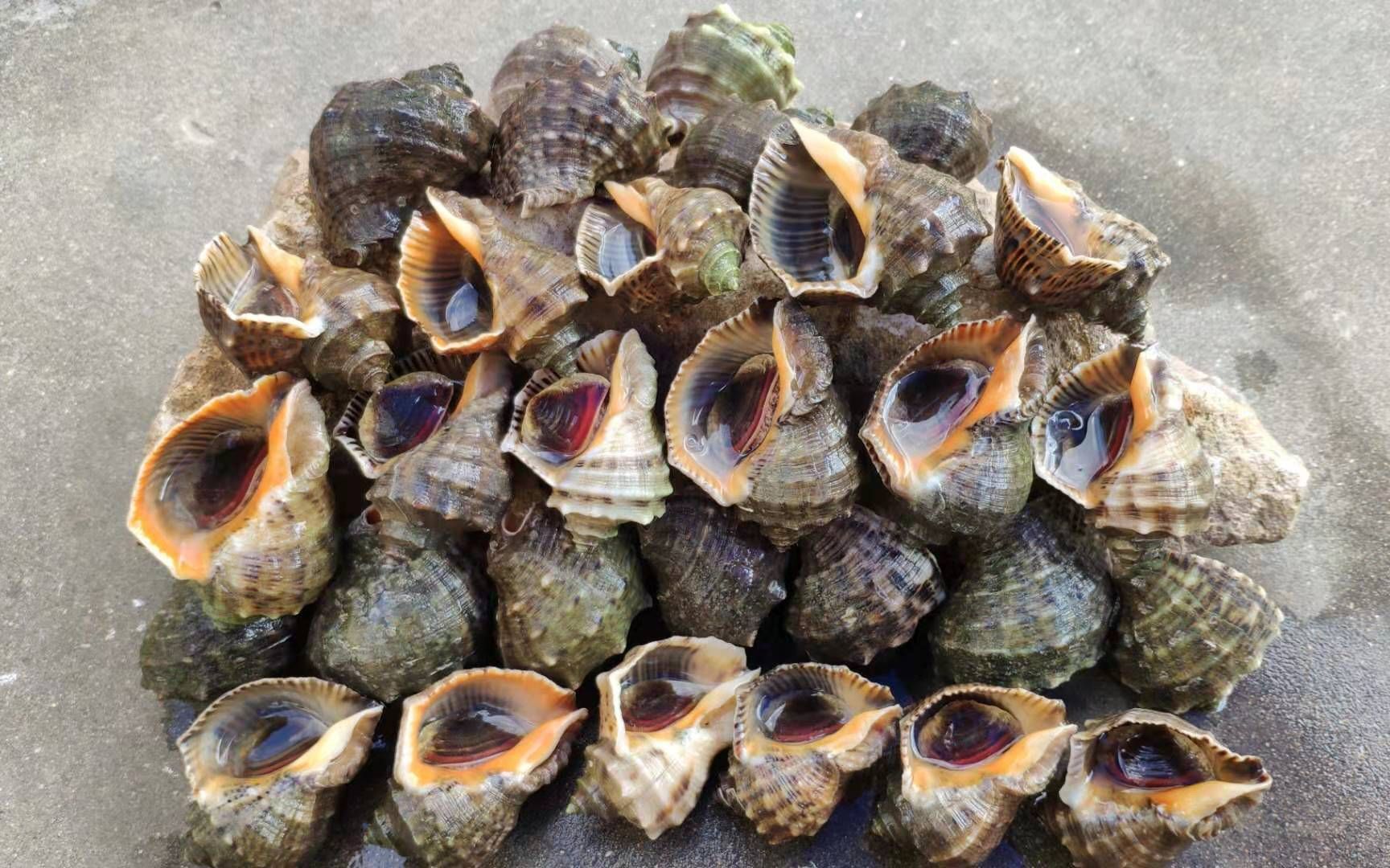 尼泊尔白海螺 10-12厘米 供奉右旋螺 印度铅螺 天然贝壳海螺-阿里巴巴