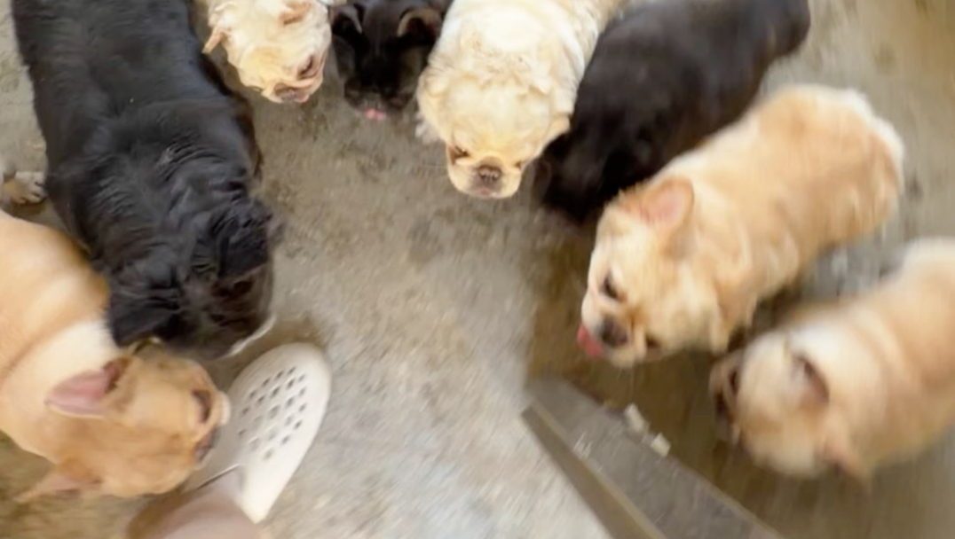 犬舍暂时不会倒闭