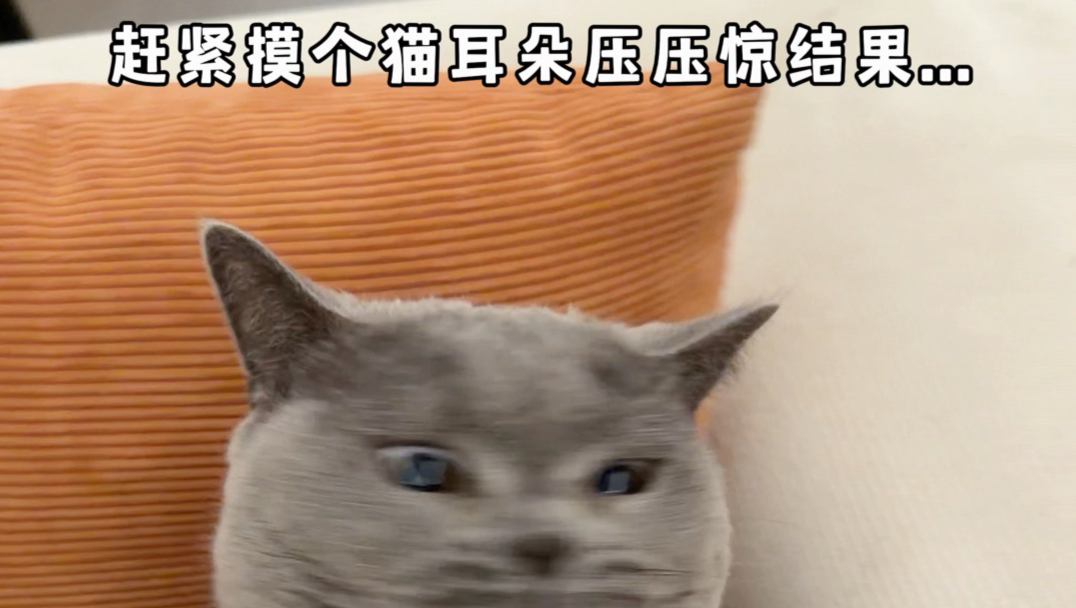 被烫了摸猫耳朵，结果打了一套组合拳