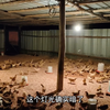 雏鸡脱温后一直扎堆，天气太冷了，只能夜里多进鸡舍照看了