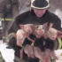 【留学Tube689】俄罗斯消防员火场救猪 150只冒着热气的小猪仔 笑翻全场