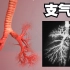 呼吸生理学：第二讲；支气管分级-如果胸腔里有一颗倒生的树