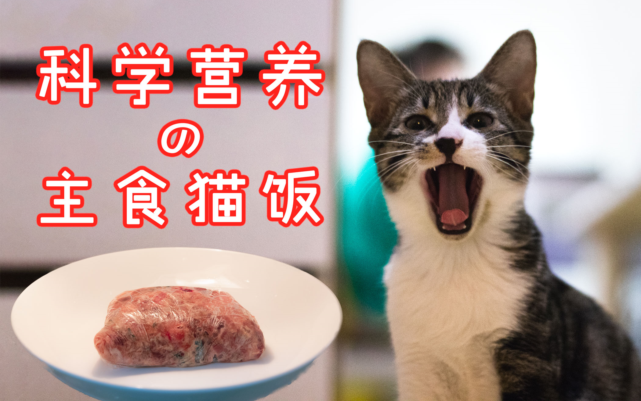 【主食猫饭】停止喂猫粮吧！手把手教你做主食猫饭教程！科学健康营养，上班可操作！每月一次就够啦