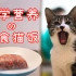 【主食猫饭】停止喂猫粮吧！手把手教你做主食猫饭教程！科学健康营养，上班可操作！每月一次就够啦