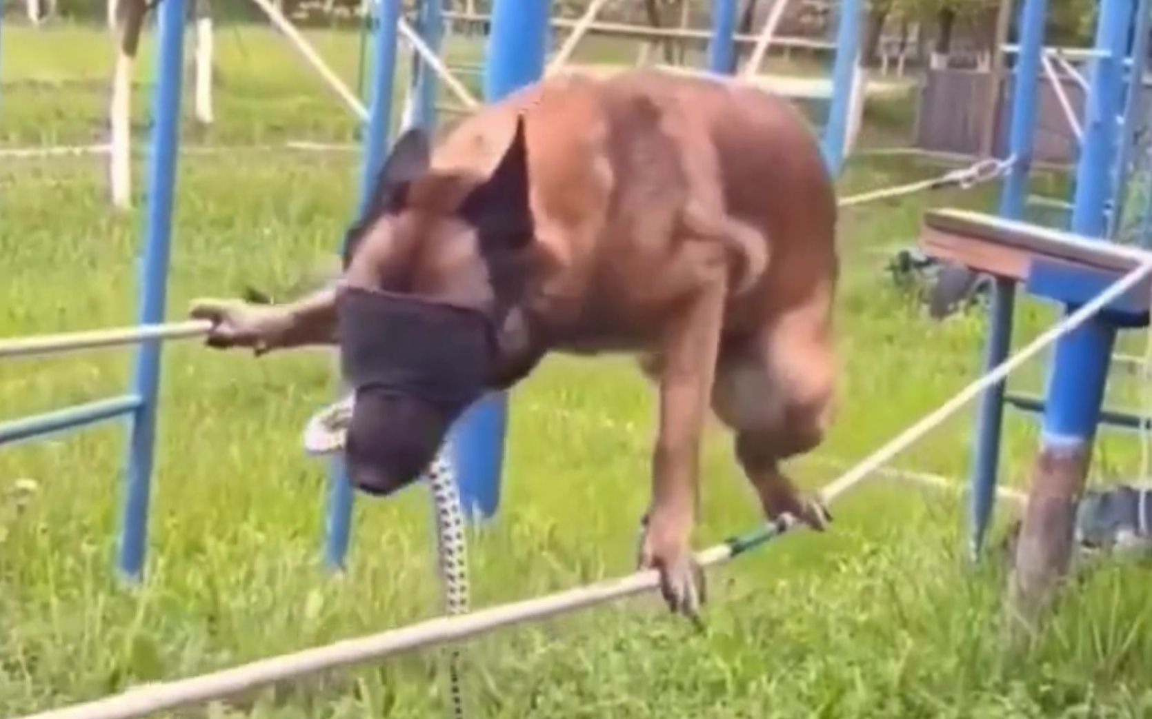 这段视频告诉你，警犬考试有多严格！