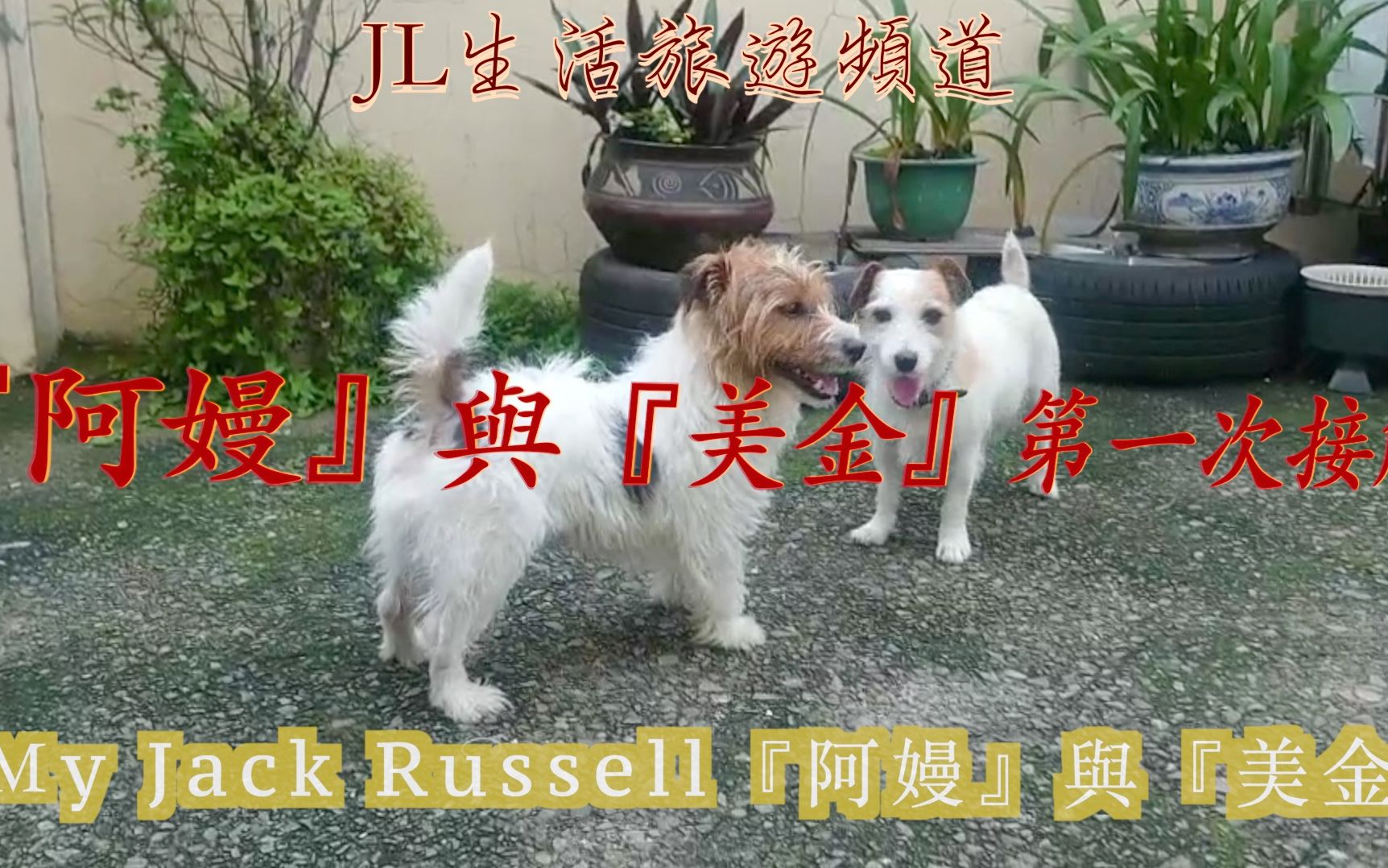 杰克罗素梗Jack Russell是天使与恶魔化身!『阿嫚』与『美金』第一次接触,高手过招谁怕谁了|杰克罗素梗|【My Jack Russell】哔哩哔哩bilibili