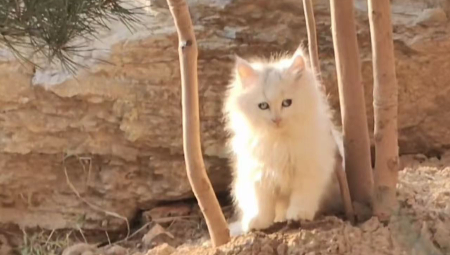 大战狮子猫家族第三季：狮子猫家族未来的希望
