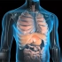 2分钟带你看清楚人体各个器官是如何工作的