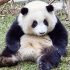 【大熊猫和花】虽然不是大长腿，但也能用jiojio挠耳朵
