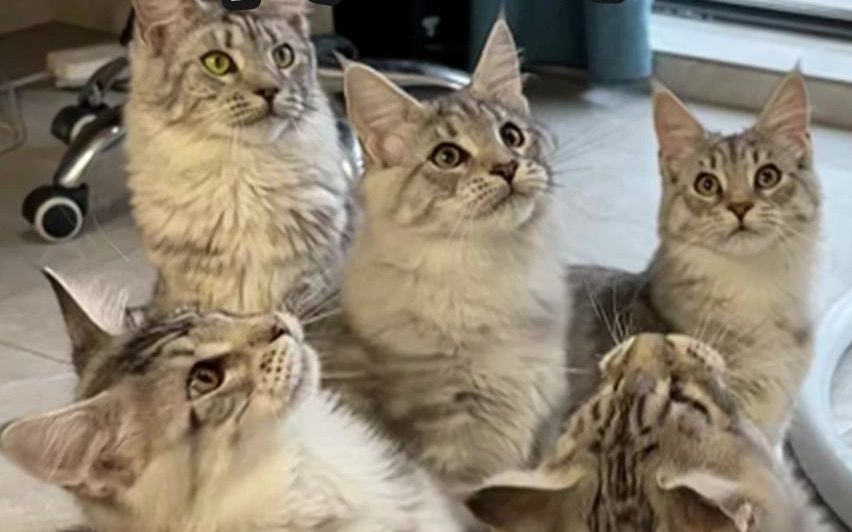 上门喂猫，客户同时养7只缅因猫，这是什么家庭啊？