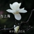 色、味、情花儿的语境系列科普节目之白兰花与上海