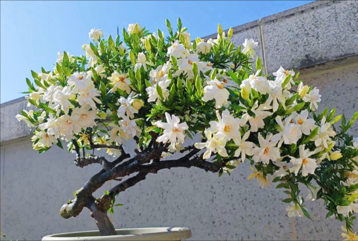 栀子花开爆盆了，顺带看看套袋除蓟马的效果