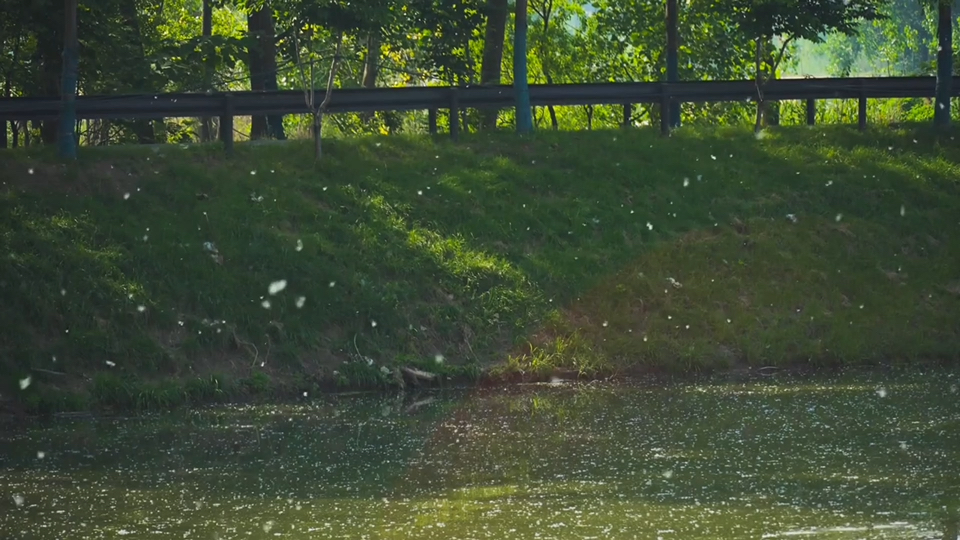 【空镜素材】柳絮纷飞