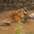 班迪普尔虎王拉贾刚杀死一只斑鹿 正在水中降温