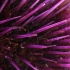 美到窒息！4K高清实拍某生物从一个卵发育成一刺球的过程！sea urchin