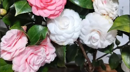 段誉口中的天下极品大理名茶花十八学士