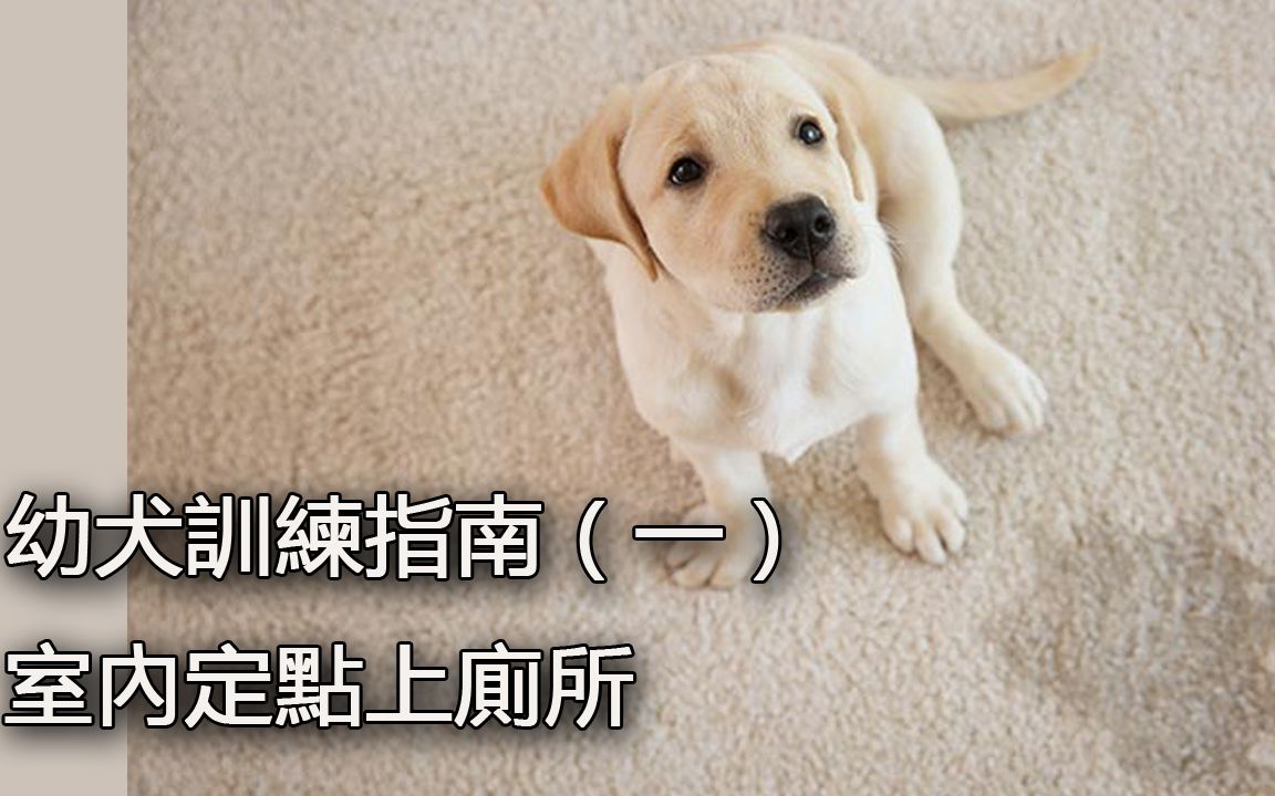 幼犬训练指南（一）定点如厕训练