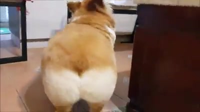 【柯基犬】拥有双层蛋糕屁股的kuma酱,简直太自愈了