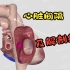 【医学3D】心脏间隔及解剖结构