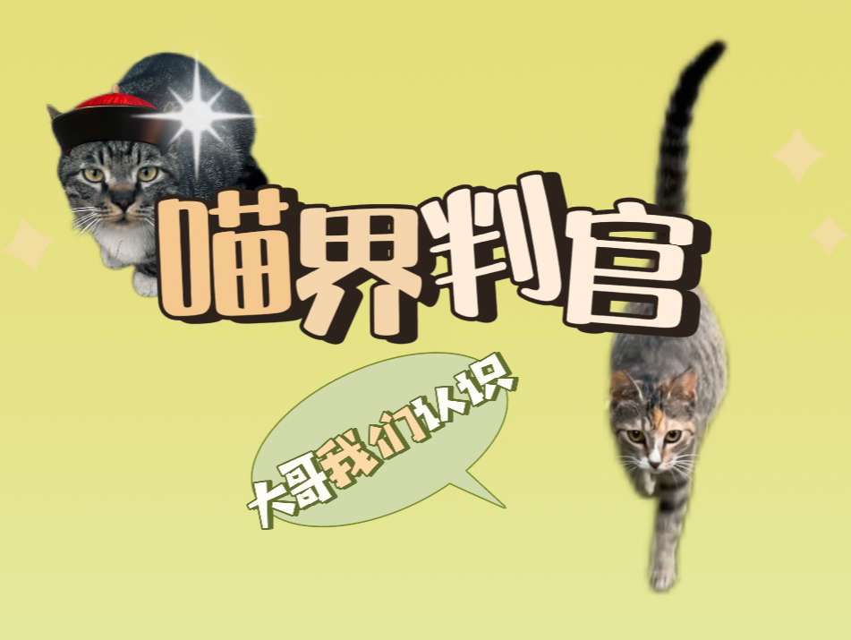 这猫什么底细我叫只猫一探便知！