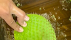 软糯糯的猫耳朵仙人掌🌵，沙漠的保证品，真的很好吃#绿植 #仙人掌