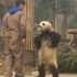《大熊猫最想删除的视频》