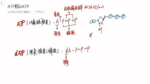 高能知识（ATP和的ATP）