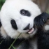 国宝大熊猫的进化史