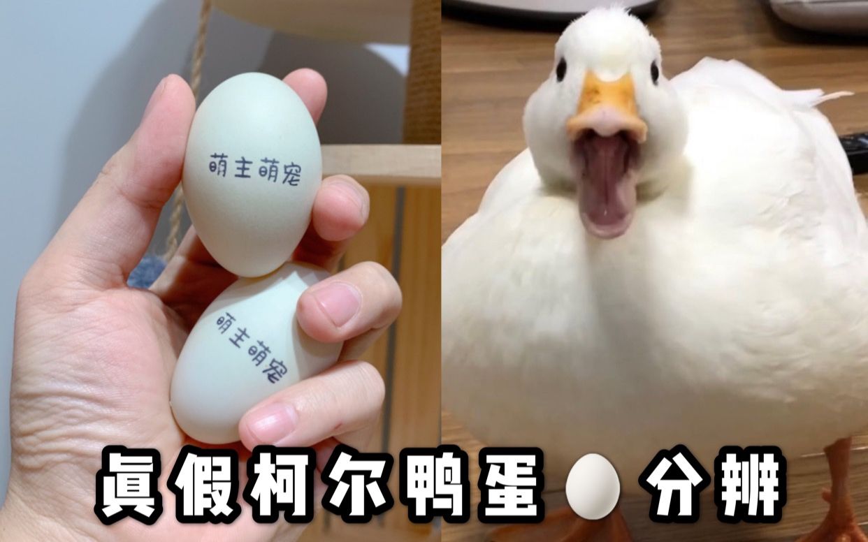 带揭秘真假柯尔鸭种蛋