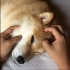  [柴犬Maru的日常]如何叫醒起床困难户