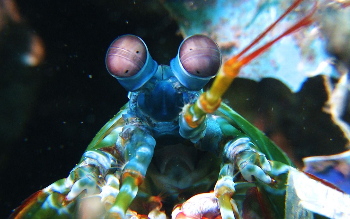 纪录片.ZDF.自然界最伟大的秘密：珊瑚礁三角区.S01E01.2013[片头][高清][英字]