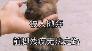 梦境迷踪，解析梦见被俩狗追，爬上树却仍被狗咬住脚的深层含义