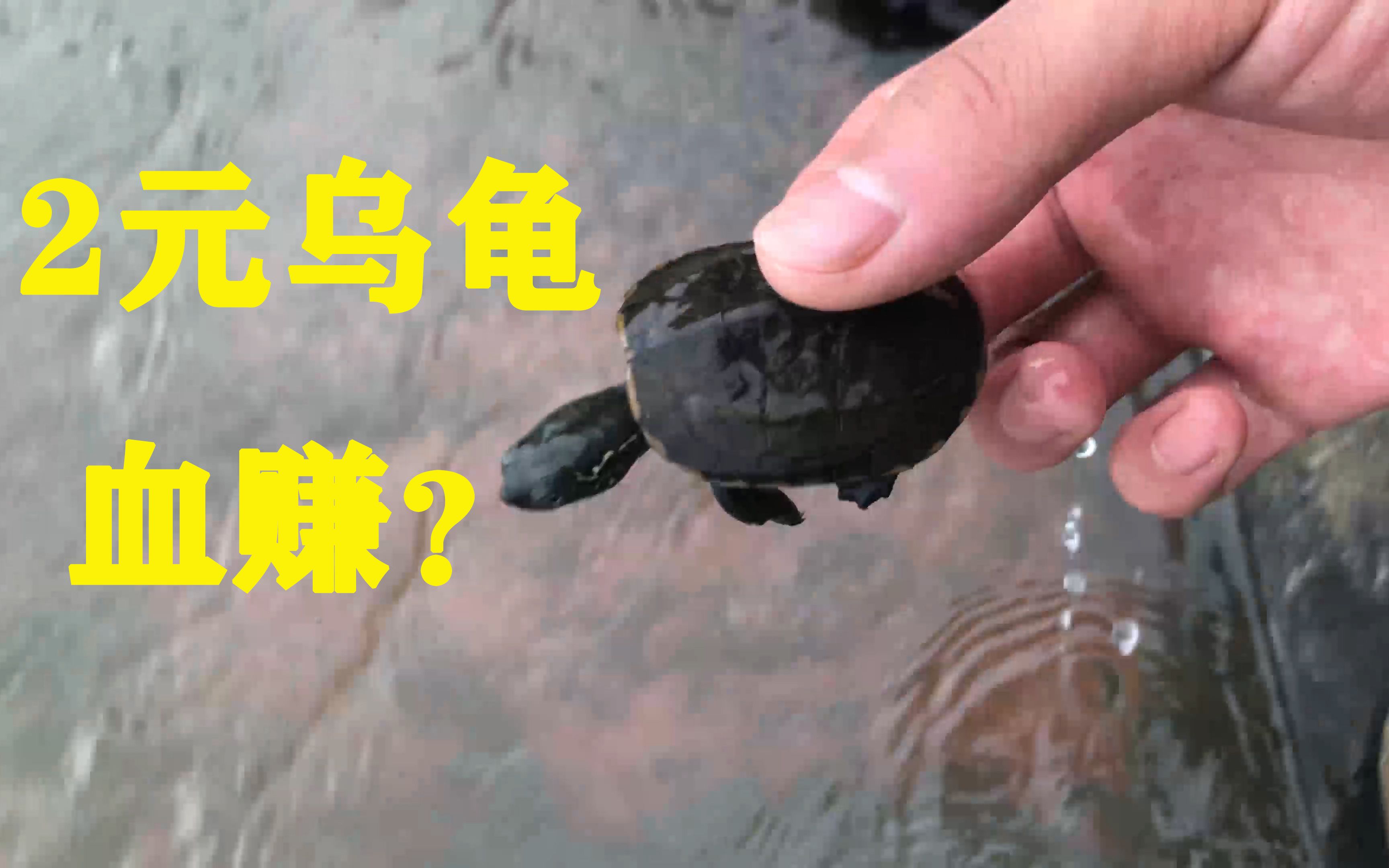【网购】2元一只乌龟,开箱后无语了,以为买到只假乌龟