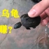 【网购】2元一只乌龟，开箱后无语了，以为买到只假乌龟