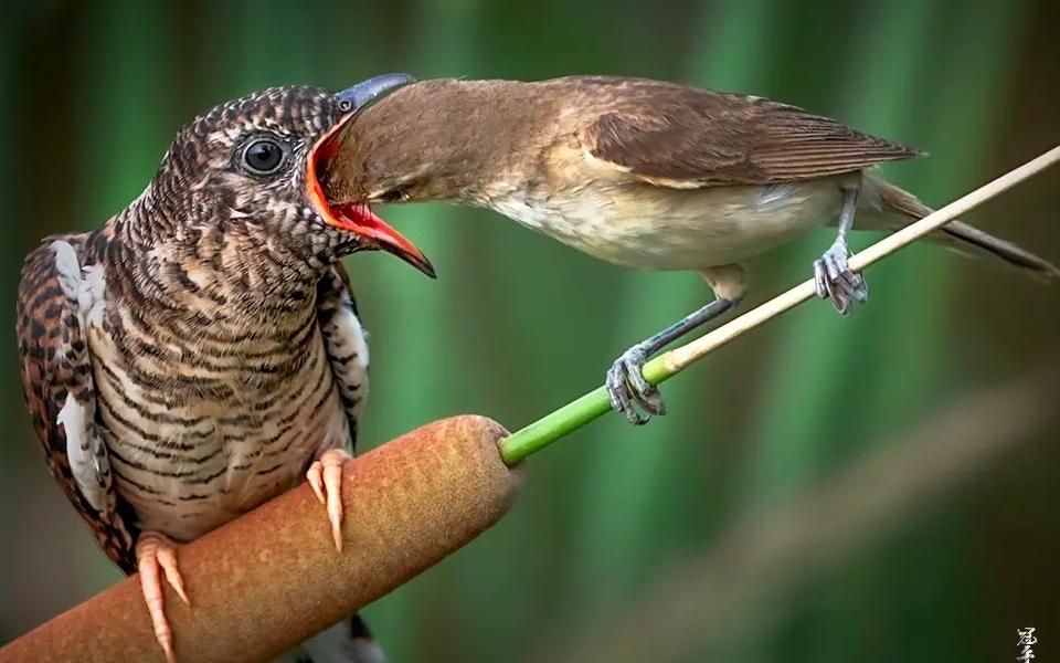 杜鹃拱蛋，鸠占鹊巢
