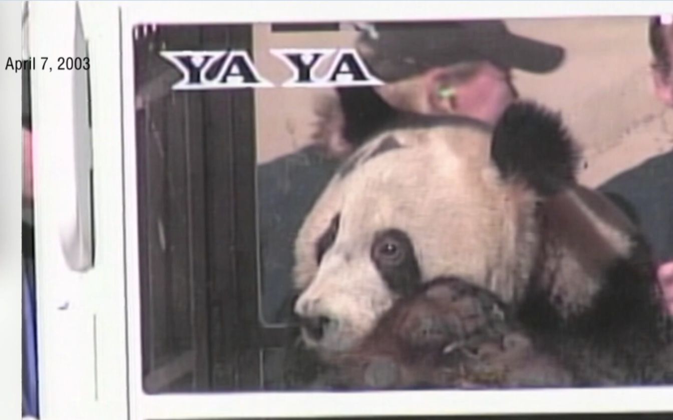 「孟菲斯动物园」03年送过去的熊猫白白胖胖没有螨虫眼！瘦的脸型都变了！