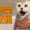一天什么事都不干只陪猫，猫：老吴救我