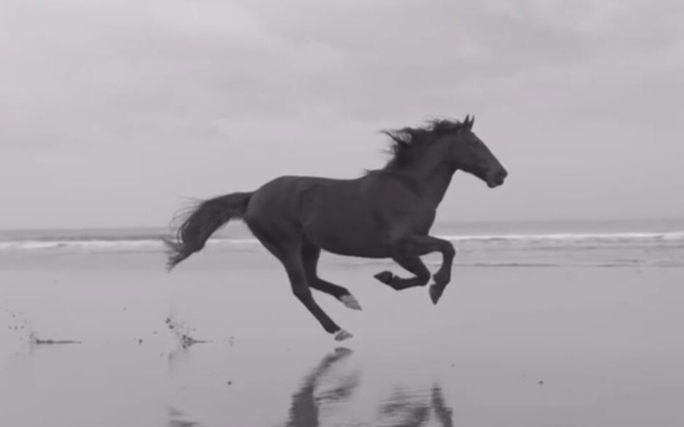 慢动作马跑逐帧参考