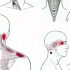 【肩颈问题】系列 ①：摆脱讨厌的肌肉小结---肩胛提肌/斜方肌（拉伸/痛点）+颈部深层肌肉+核心肌肉锻炼