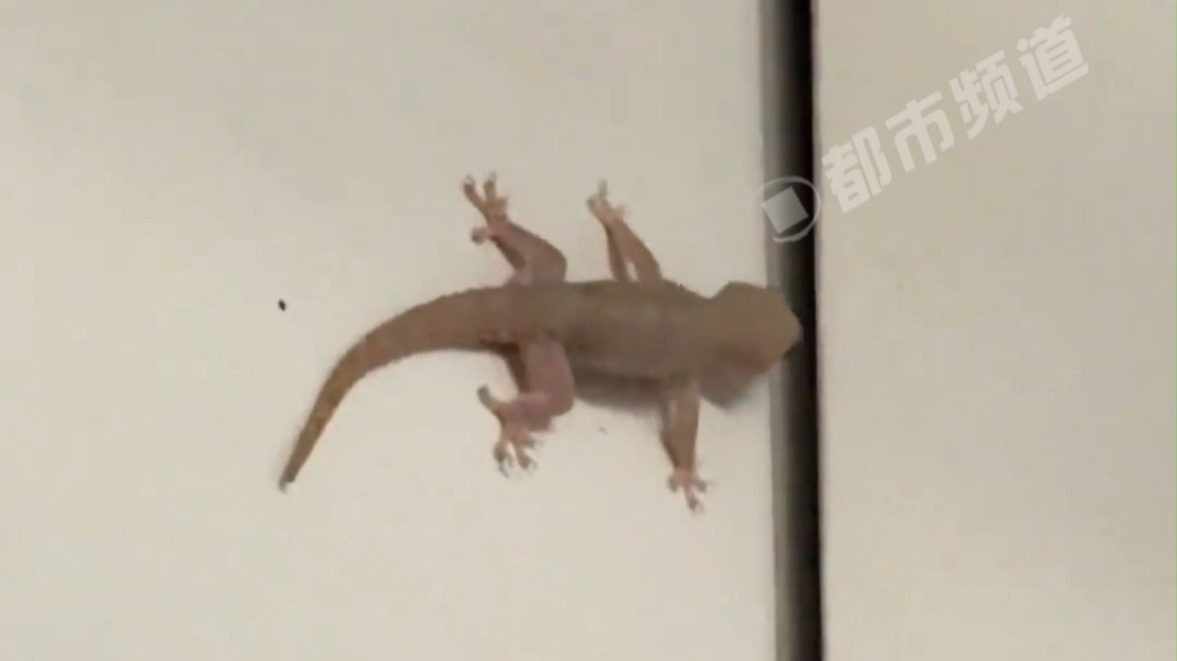 第一次知道壁虎是这样叫的网友：它是在求偶吗？